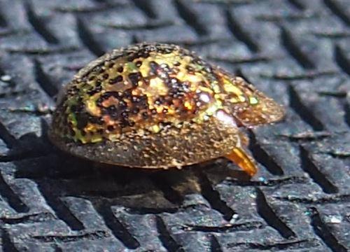 Agroiconota judaica